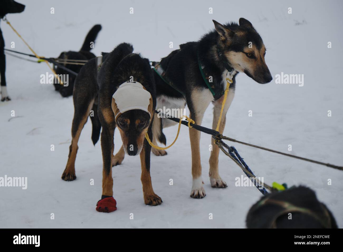 Two sled dogs in harnesses and collars Alaskan Husky breed