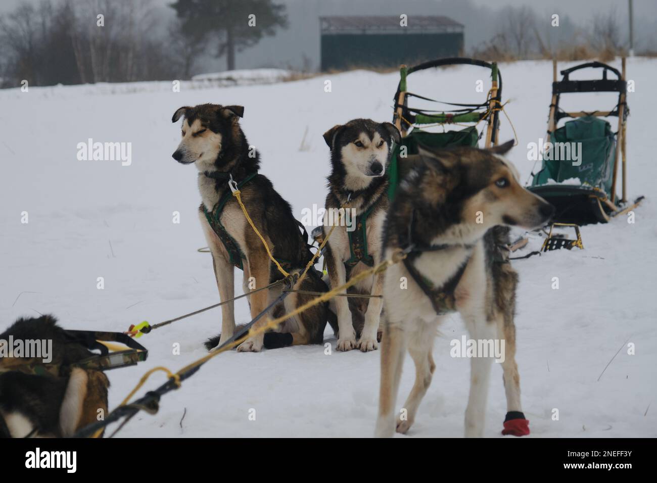 Kennel of northern sled dogs. Team of Alaskan Huskies resting after