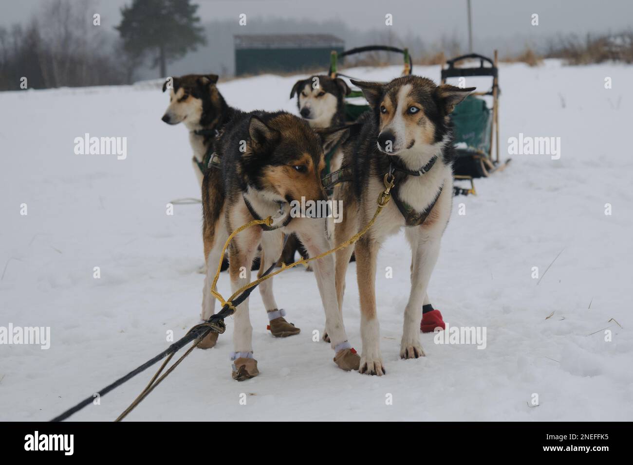 Kennel of northern sled dogs. Team of Alaskan Huskies resting after