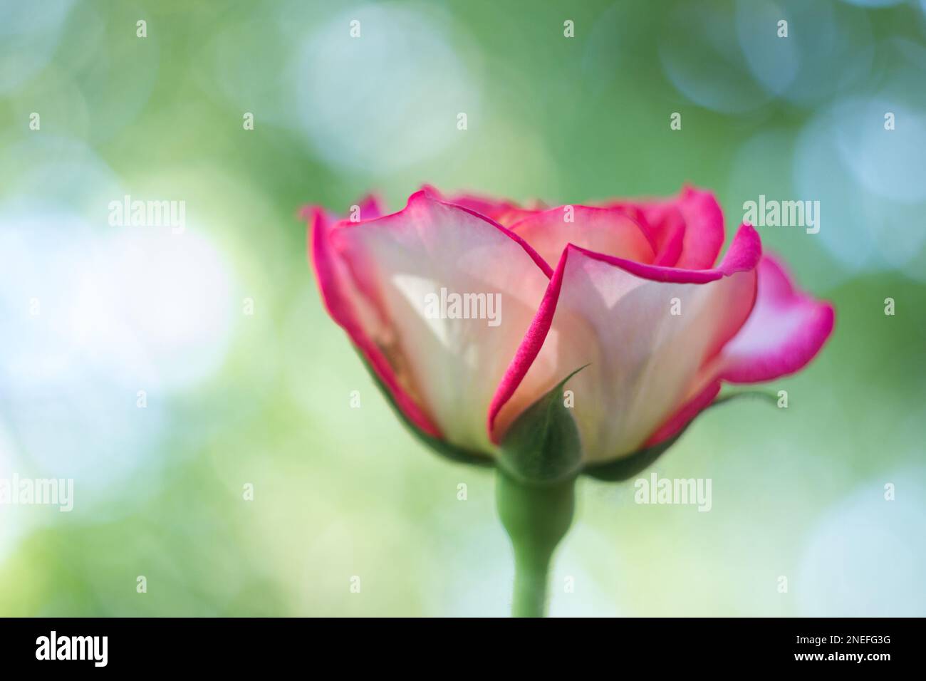 Rose blossom pink close hi-res stock photography and images - Alamy