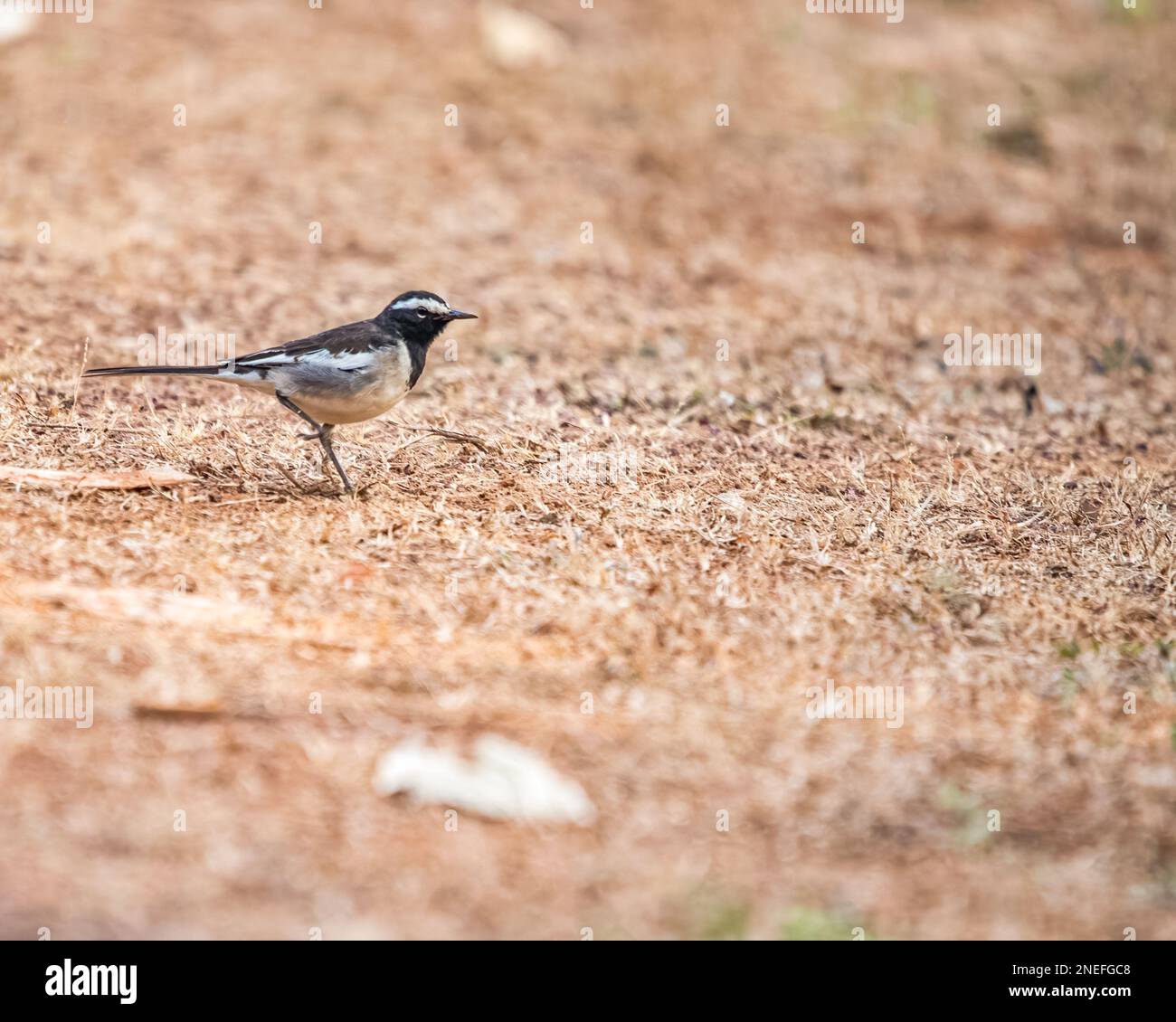 A White Browed wagtail roaming on ground Stock Photo