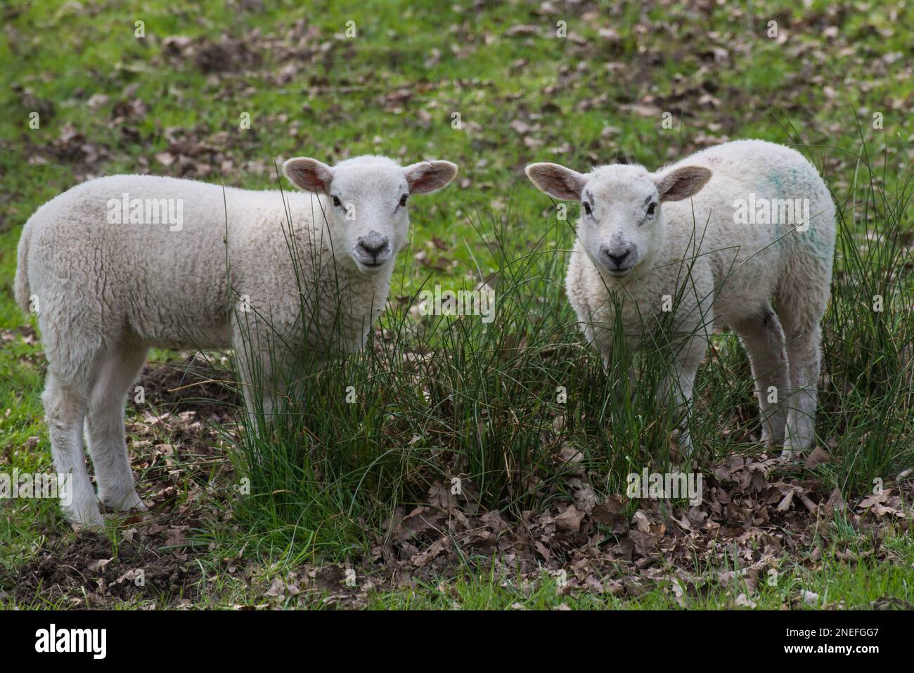 Twin white lambs in a field Stock Photo