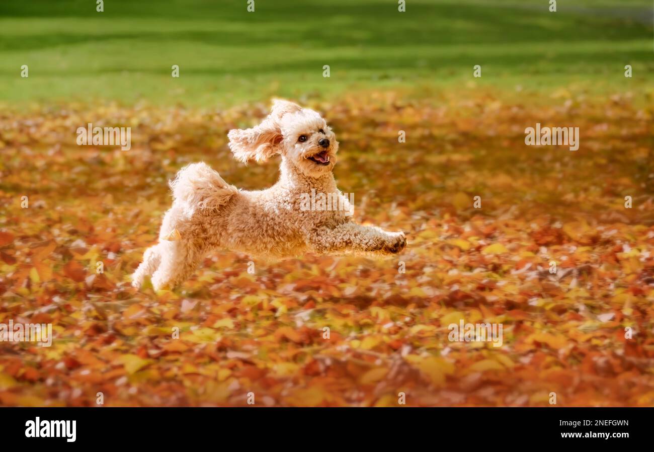 A happy poodle mix dog running and jumping playfully in a meadow covered with colourful leaves in autumn, Germany Stock Photo