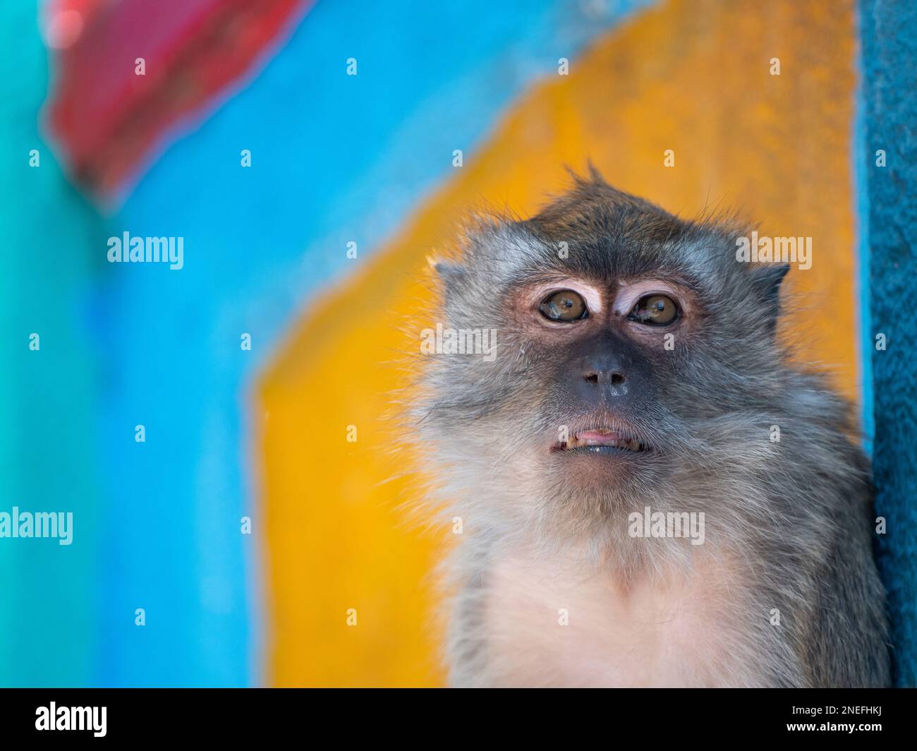 A long-tailed macaque looks into the camera at Batu Caves. Stock Photo