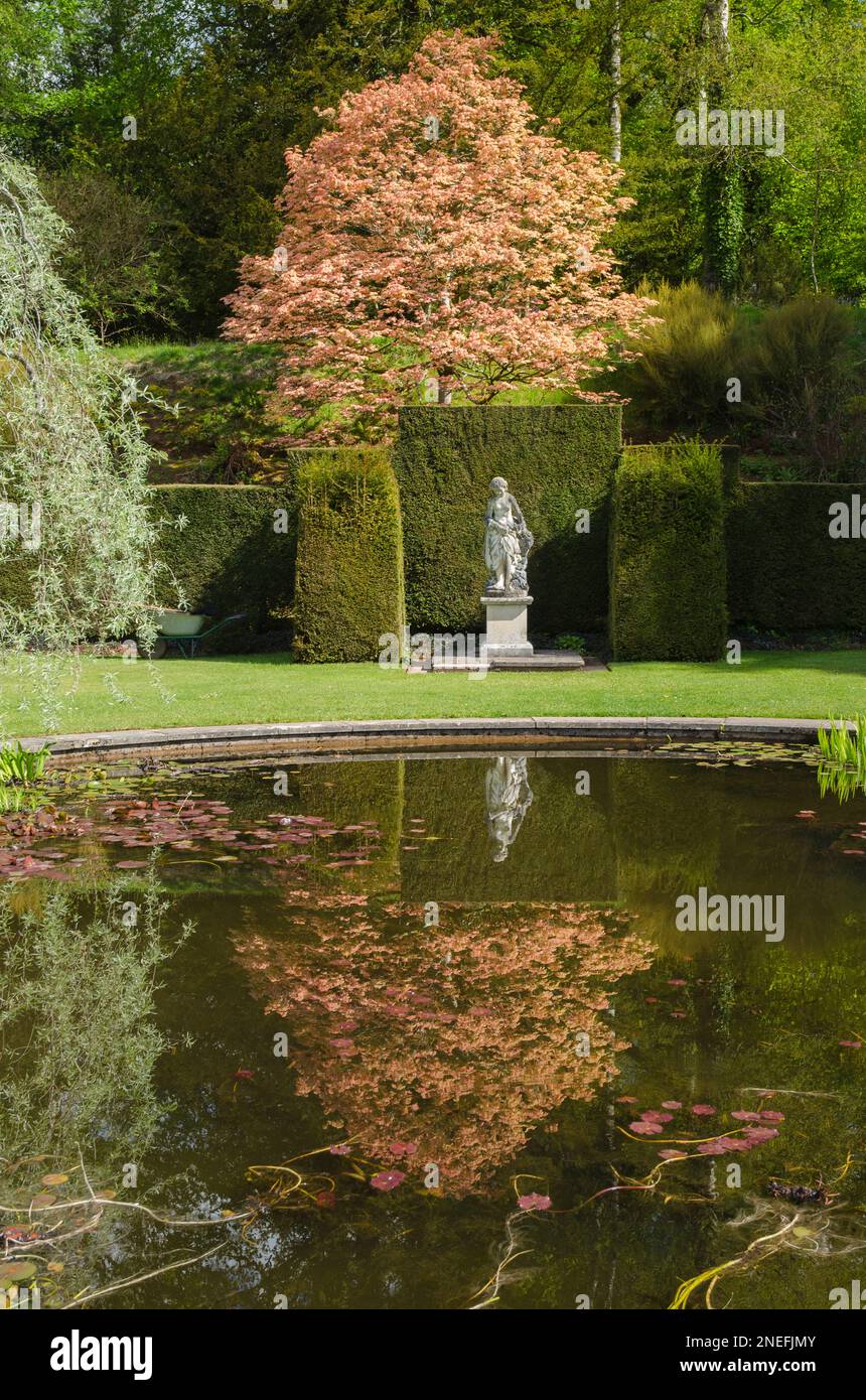 A golden acer tree and a stone statue reflected in an ornamental pond at Knightshayes Court Gardens, Devon, England Stock Photo
