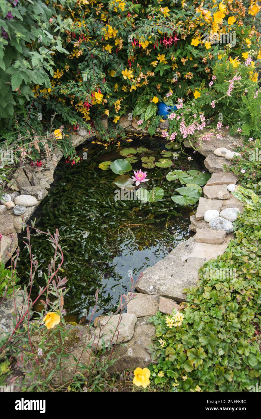 A small garden pond, with a pink water lily, surrounded by flowering shrubs Stock Photo