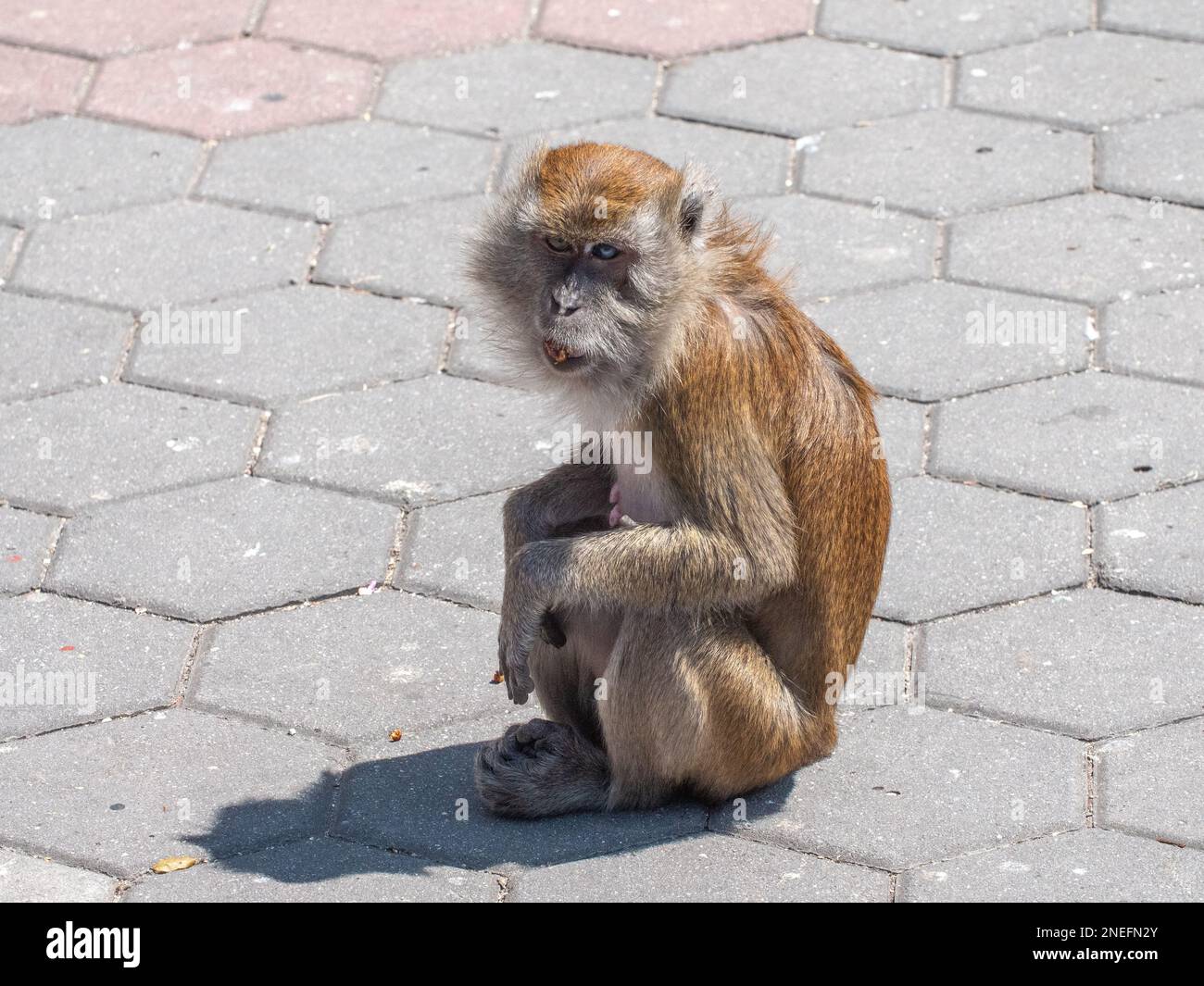 A monkey with an ugly expression at Batu Caves. Stock Photo