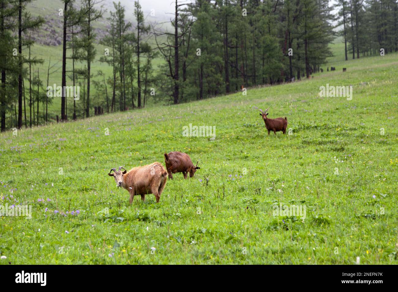 Herd of goats grazing in the Orkhlon Valley in Mongolia Stock Photo - Alamy