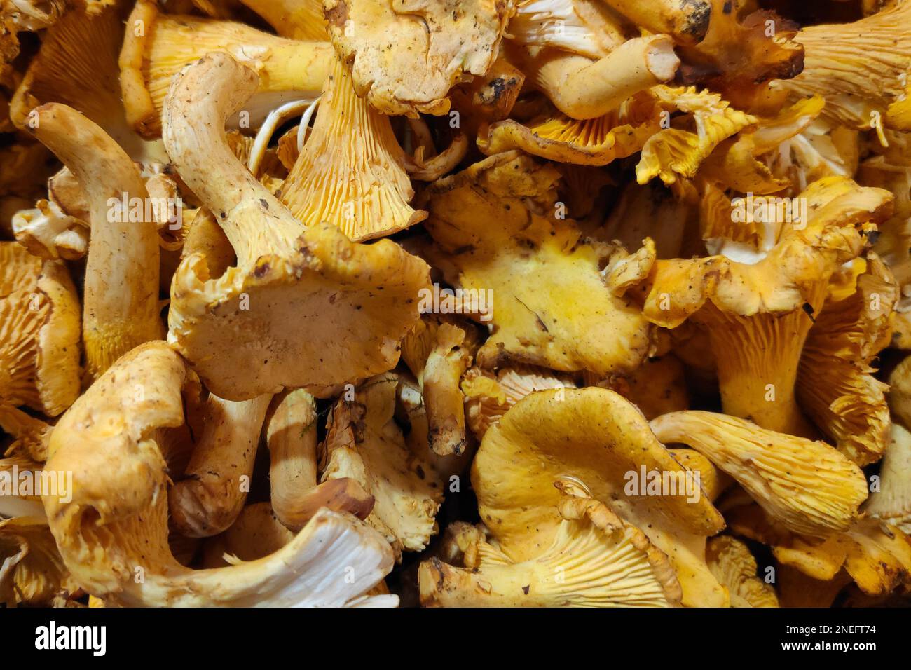 Close-up on a stack of golden chanterelle (Cantharellus cibarius) on a market stall. Stock Photo