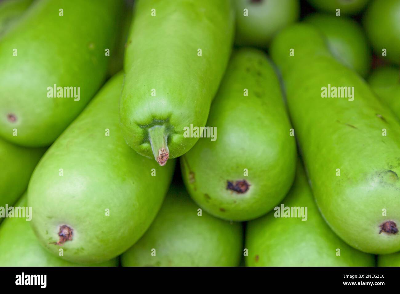 Stack of bottle gourds (Ghiya) for sale on a market stall Stock Photo