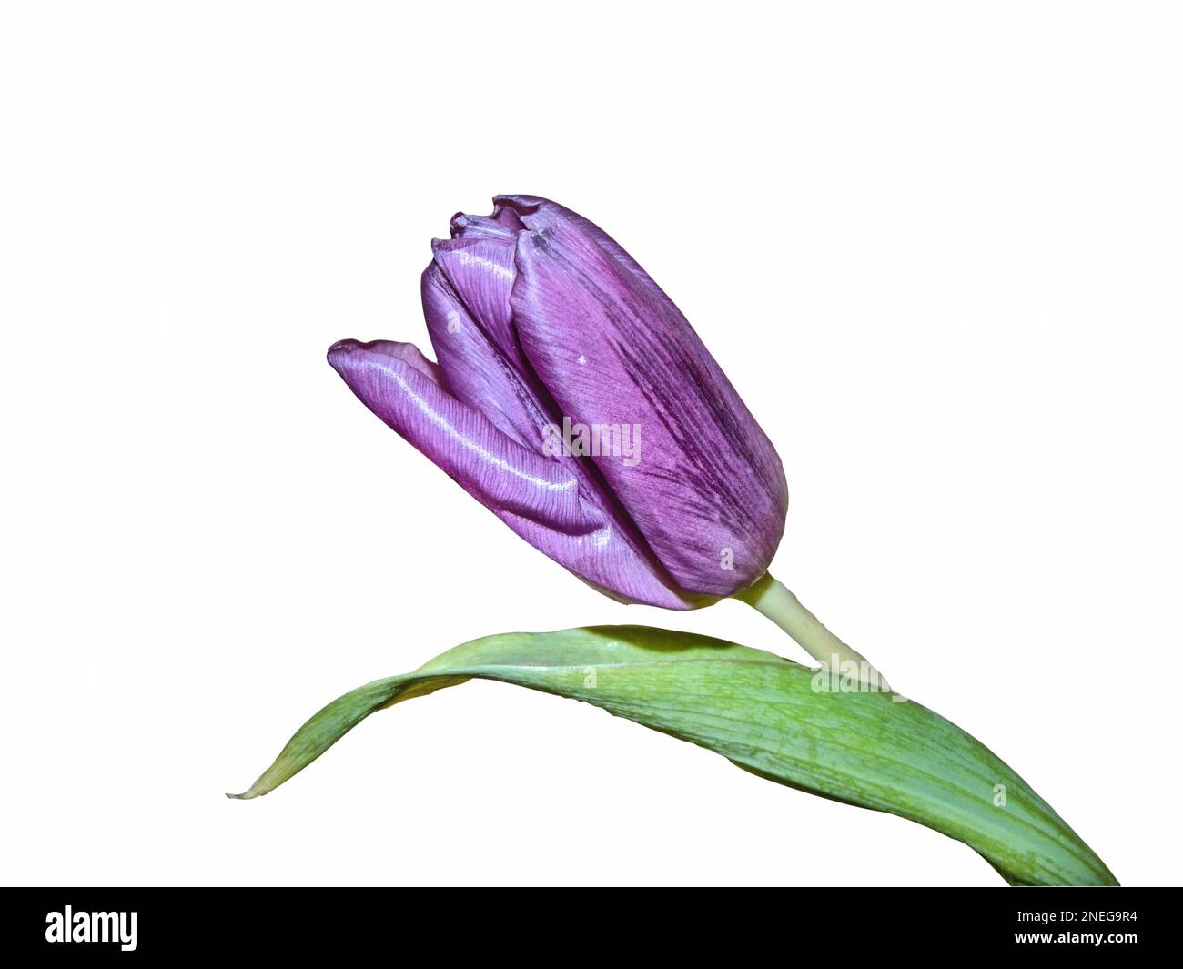 purple tulip isolated on white background Stock Photo