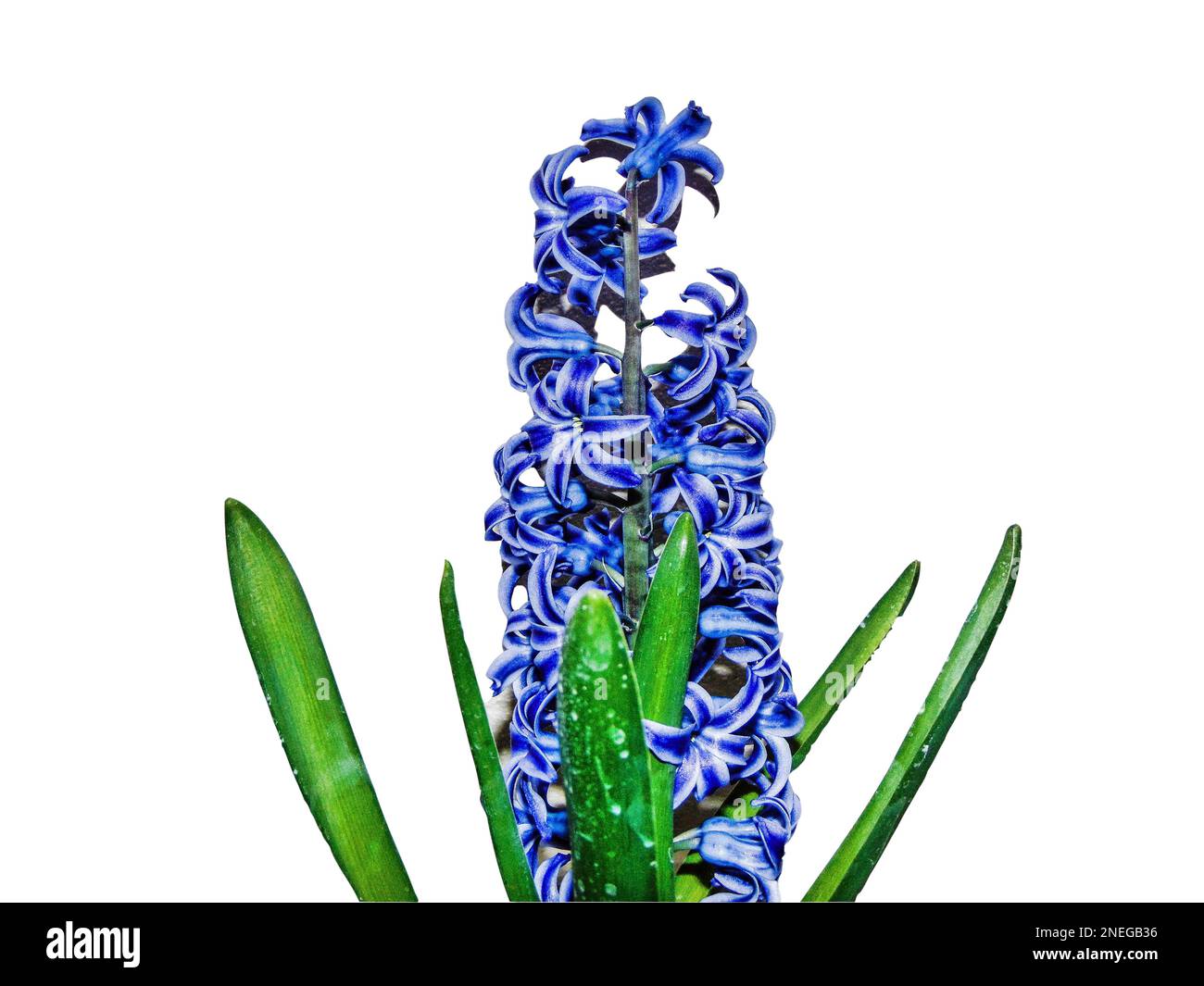 blue hyacinth flower isolated on white Stock Photo - Alamy