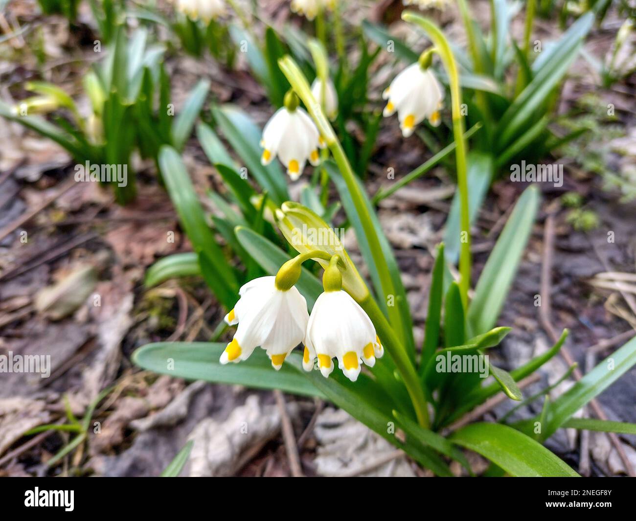 Spring snowflakes in Romania. Leucojum vernum Stock Photo - Alamy