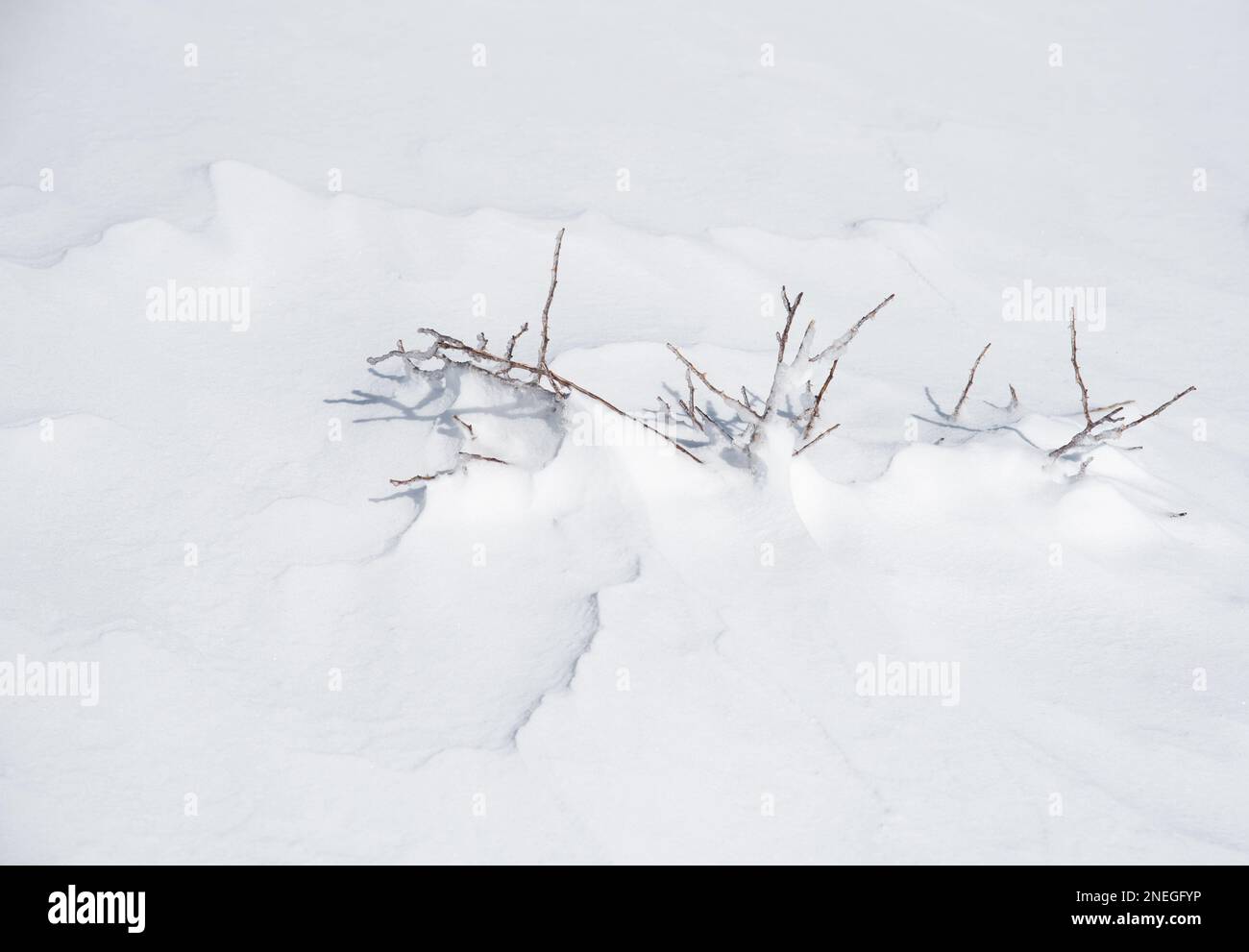 Winter plants blooming through the white fresh snow. Nature background Stock Photo