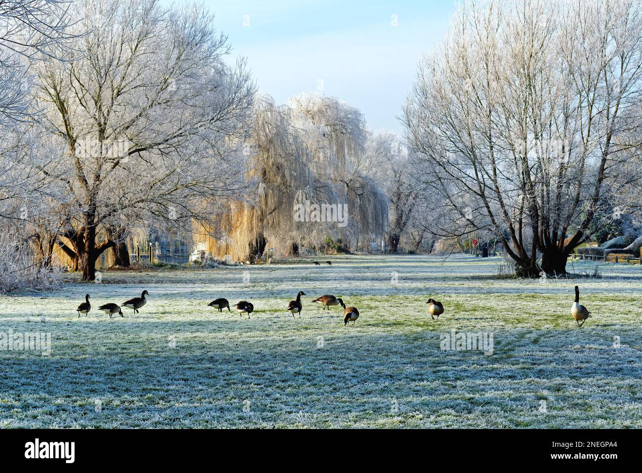 The riverside at Shepperton on a cold sunny winters day with trees and vegetation covered in hoar frost, Surrey England UK Stock Photo