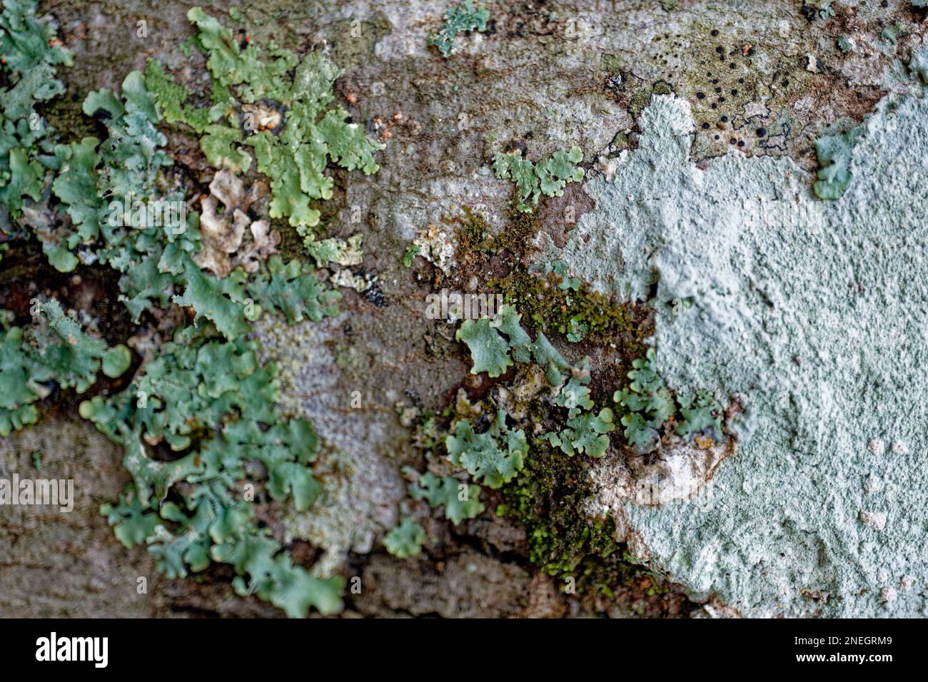 Closeup view selective focus of variety of lichens and mosses on a tree with the bark showing through backgrounds and textures Stock Photo
