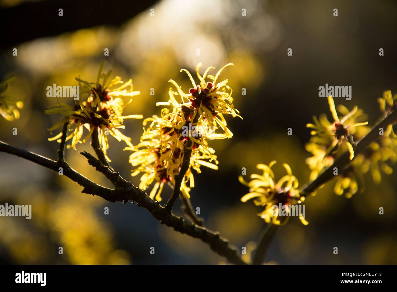 Witch hazel flowering in January in a garden in Lancashire. England UK GB Stock Photo