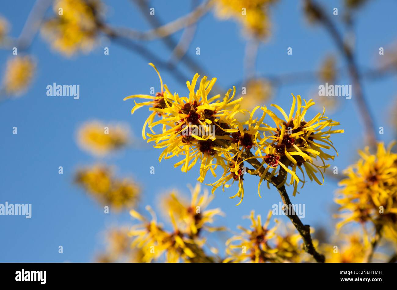 Witch hazel flowering in January in a garden in Lancashire. England UK GB Stock Photo