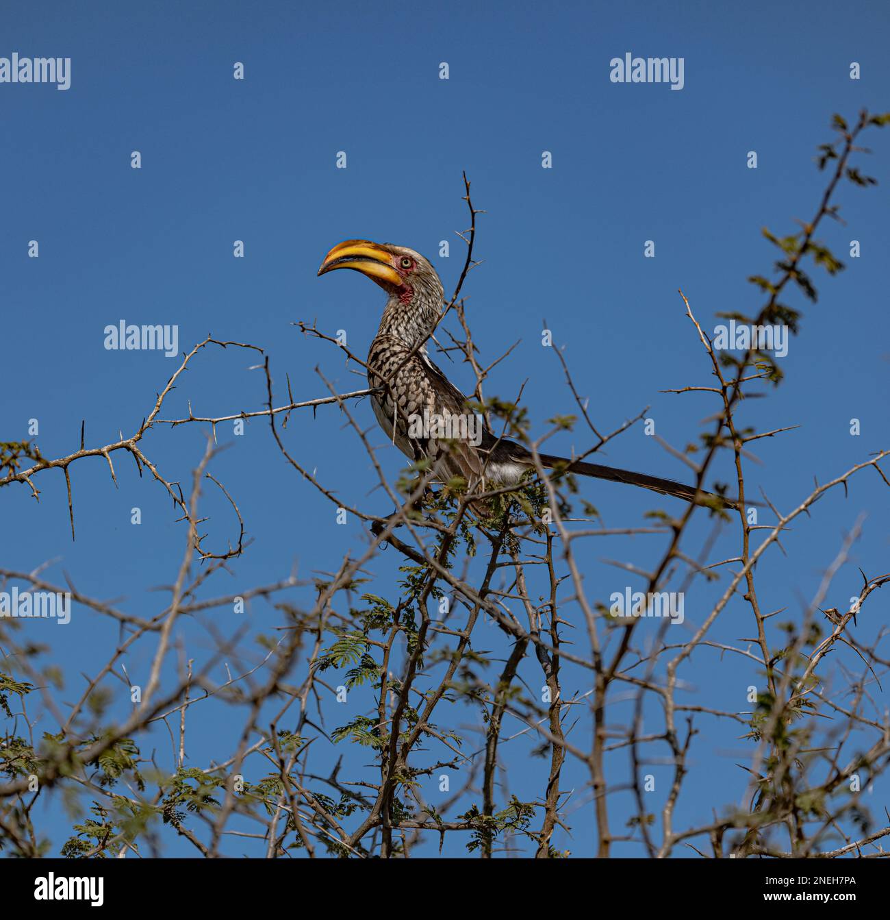 Southern Yellow Billed Hornbill (Tockus Leucomelas) in a tree at Kruger National Park, South Africa Stock Photo