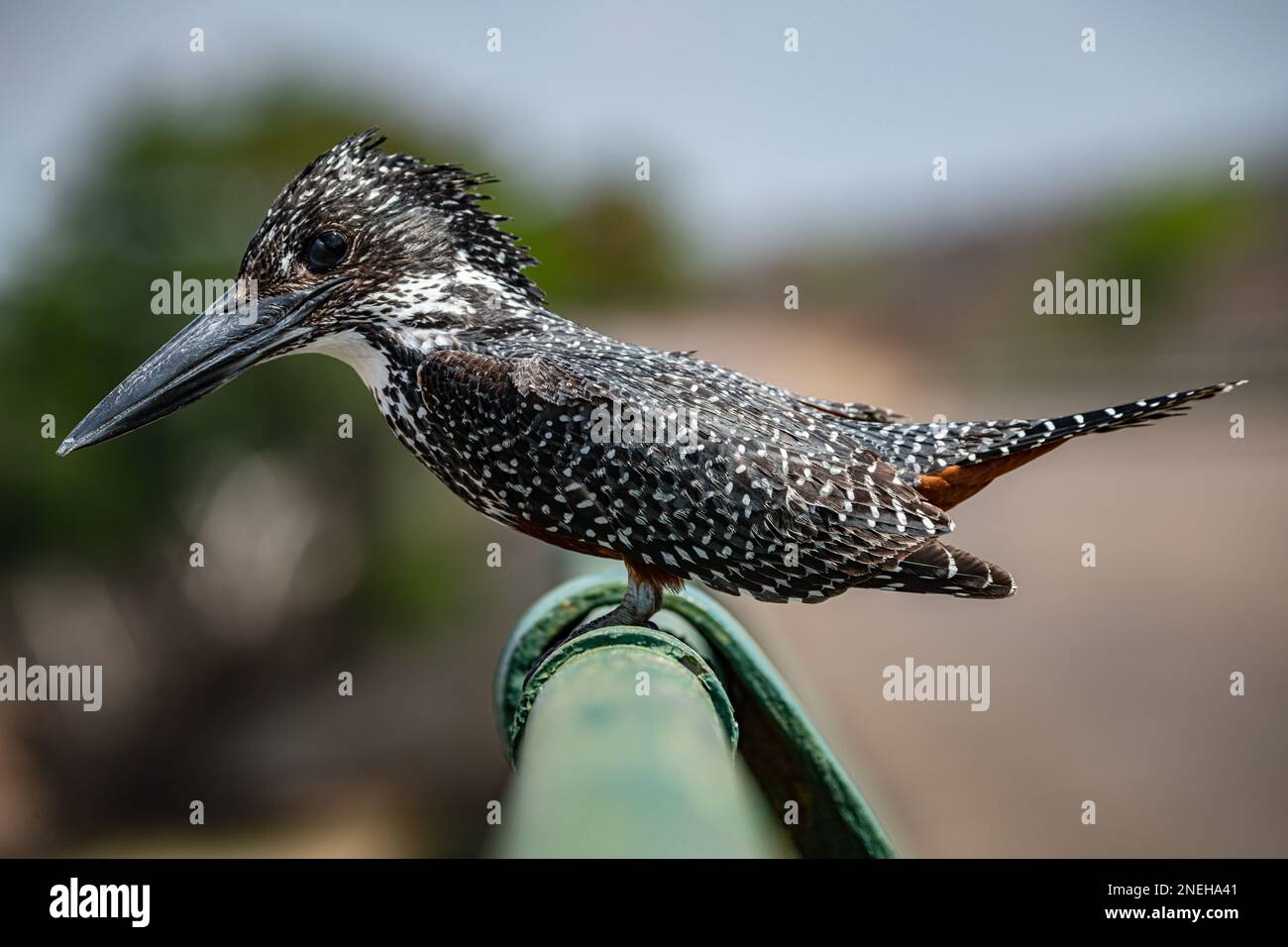 Giant Kingfisher (Megaceryle Maxima) sitting on a metal bar at Kruger National Park, South Africa Stock Photo