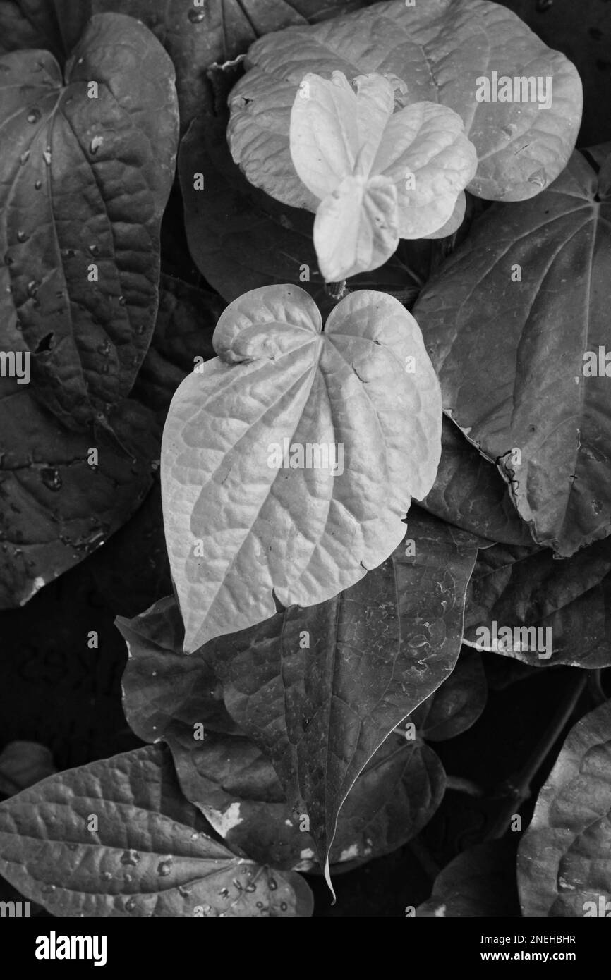 Authentic vegetation Black and White Stock Photos & Images - Alamy