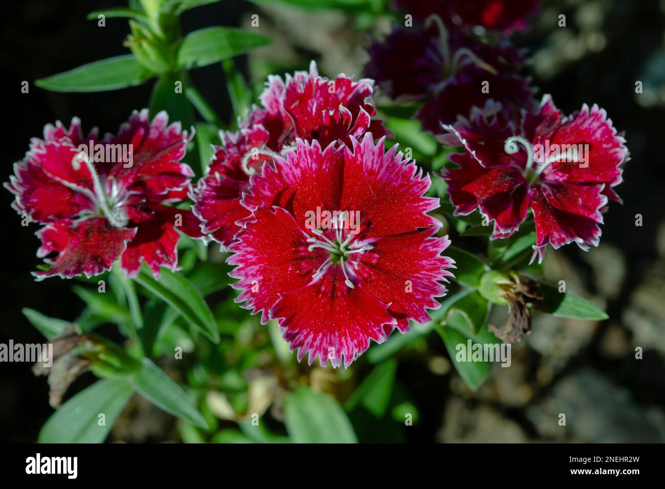 Close-up of beautiful vibrant Dianthus chinensis flowers. Stock Photo