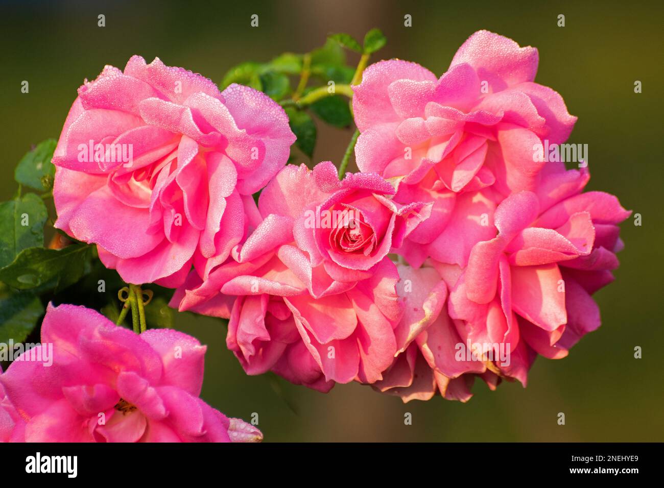Dew drops on the petals of pink rose, flower of the woody perennial ...