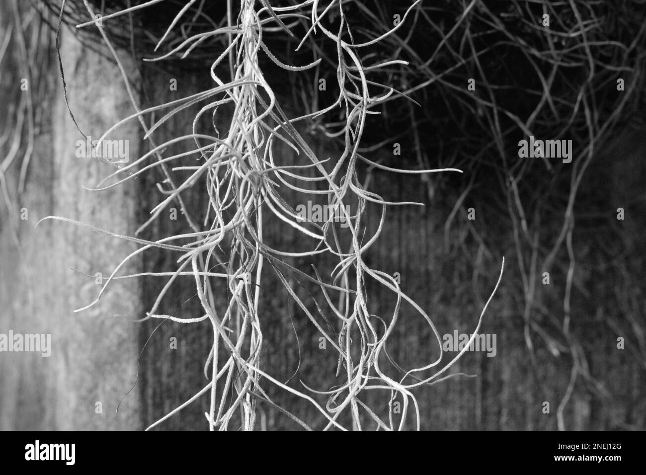 Typical common tropical Spanish moss hanging on a tree branch in the jungle in a black and white monochrome. Stock Photo