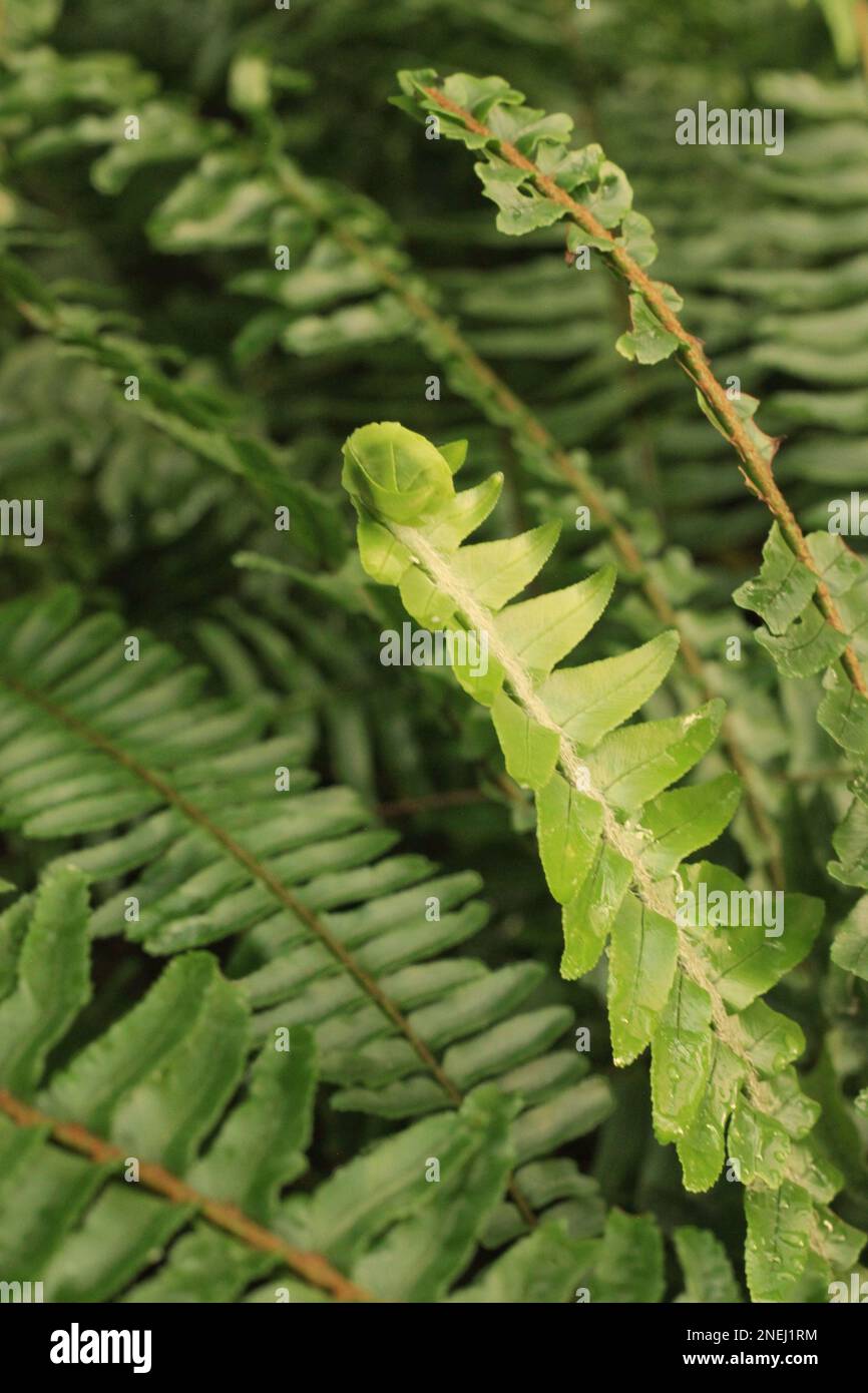 Elegance typical of ferns hi-res stock photography and images - Alamy