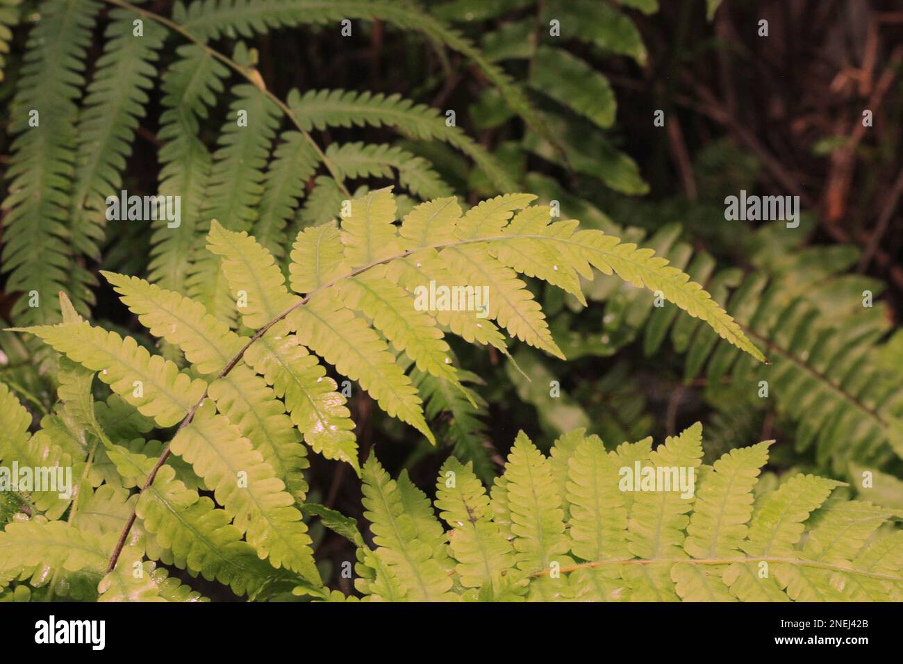 Bright green tropical ferns and plants growing in the jungle Stock ...