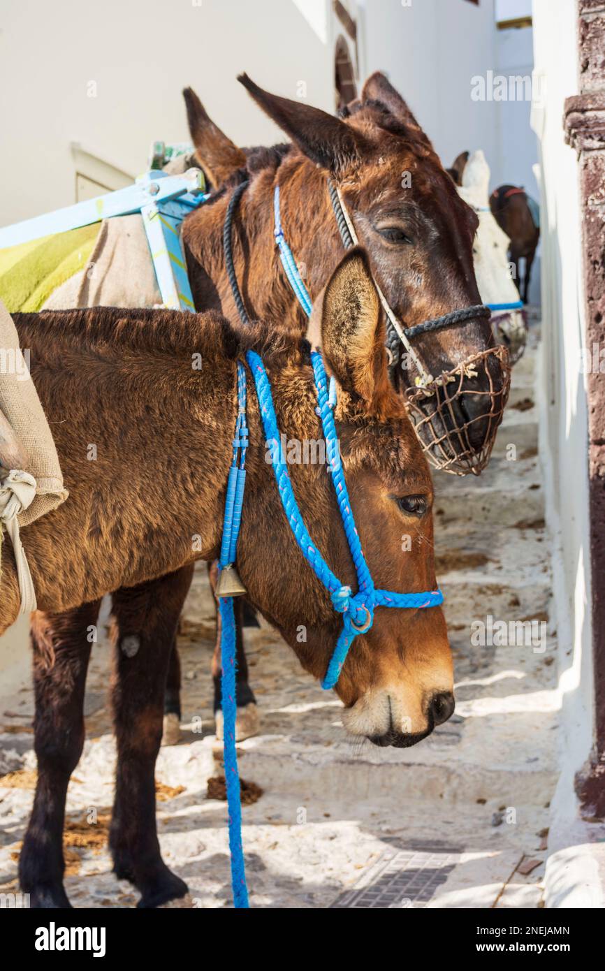 Donkeys harnessed in Oia, Santorini Stock Photo