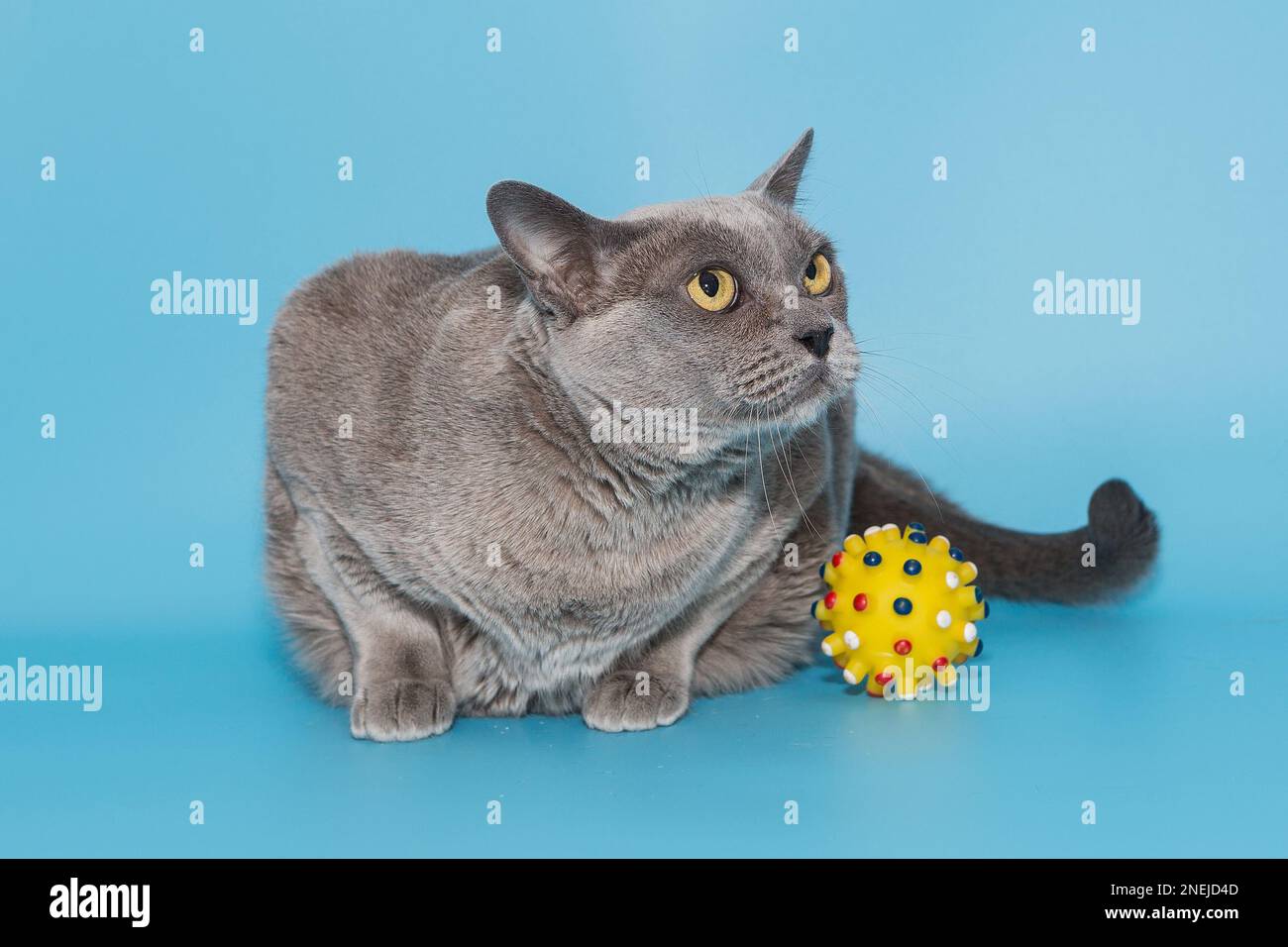 Gray fat cat of the American Burmese breed on a blue background Stock ...