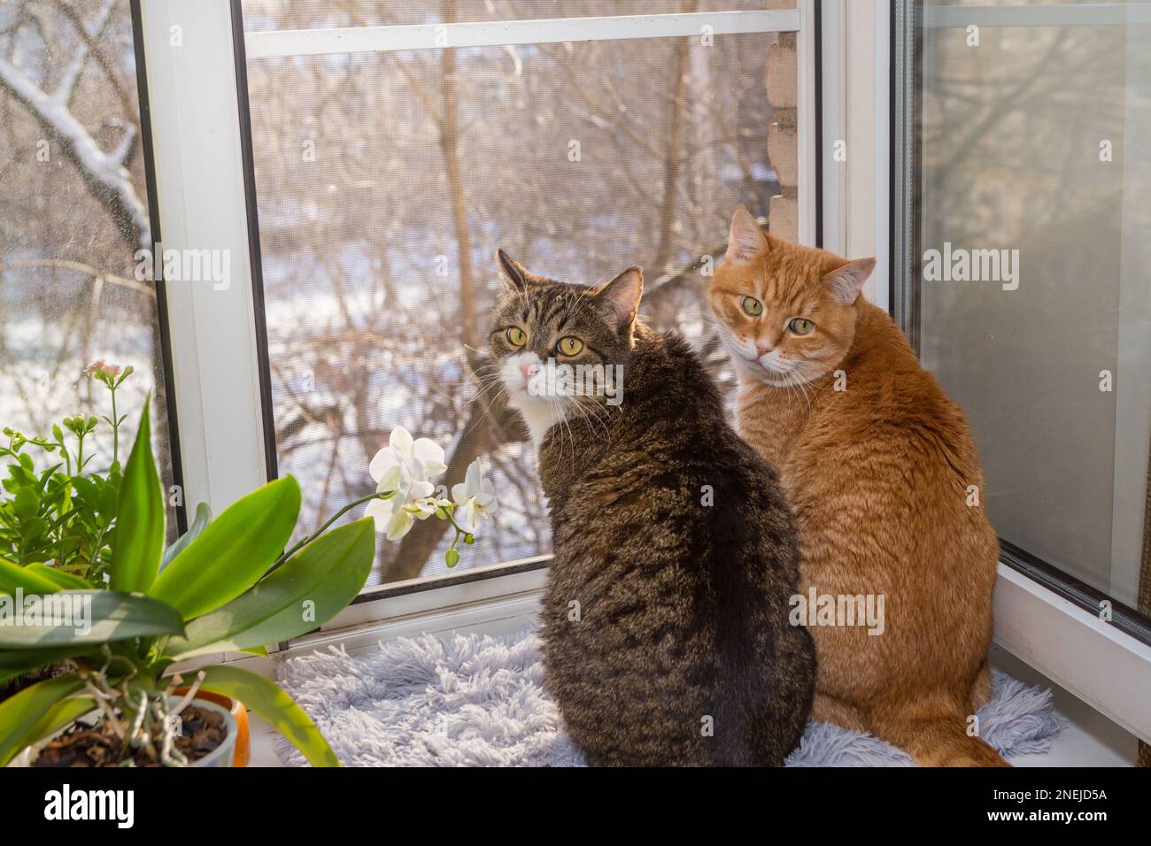 Two cats are sitting on the windowsill and looking at the winter yard. Stock Photo