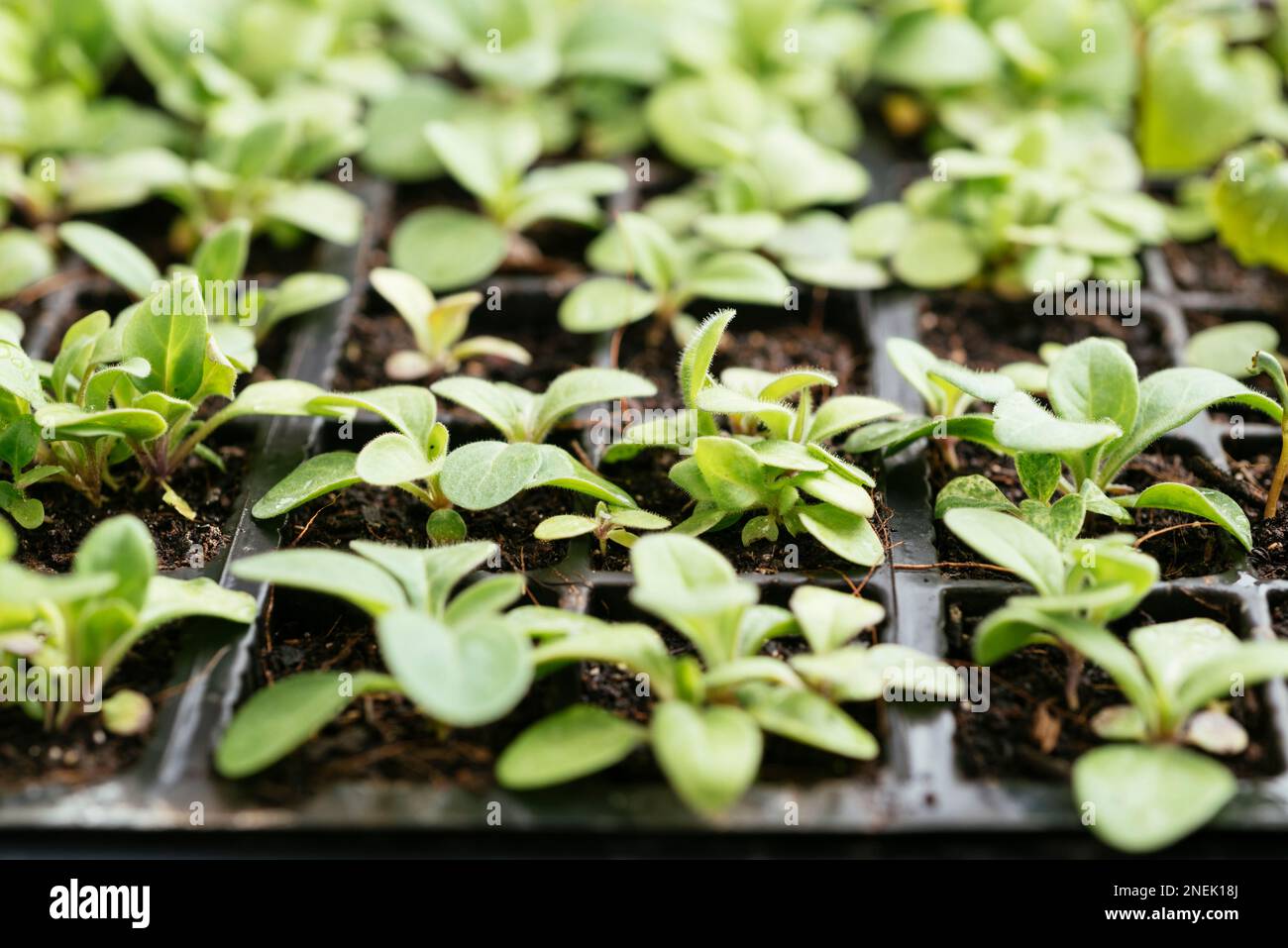 Garden petunia (Petunia x hybrida) seedlings in a seeding tray. Stock Photo