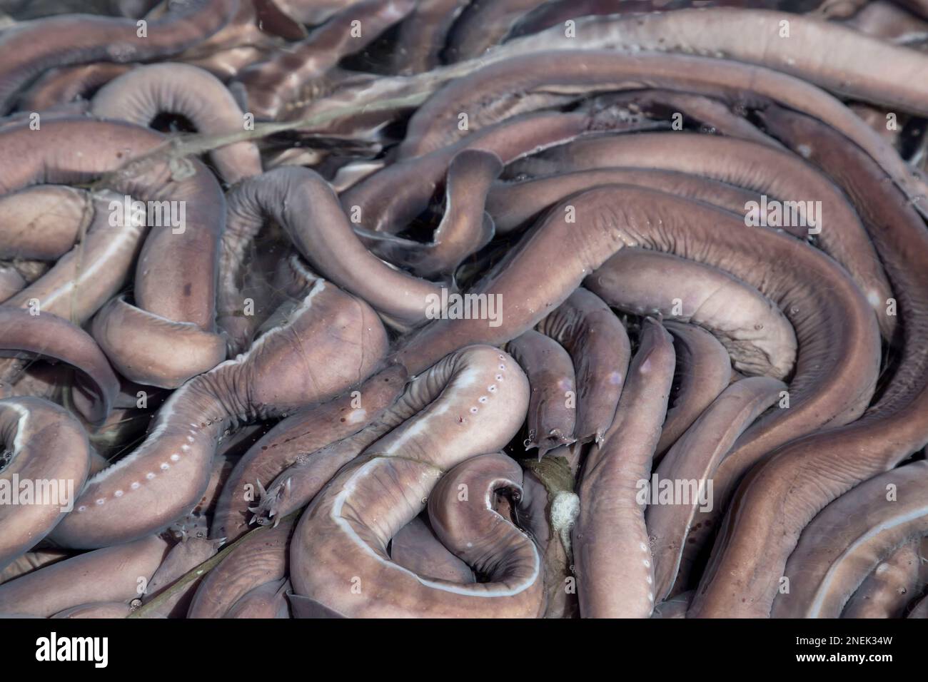 Pacific Hagfish 'Eptatretus stoutii' catch, also called Slime Eel, in sea water exporting live to South Korea for human consumption. Stock Photo