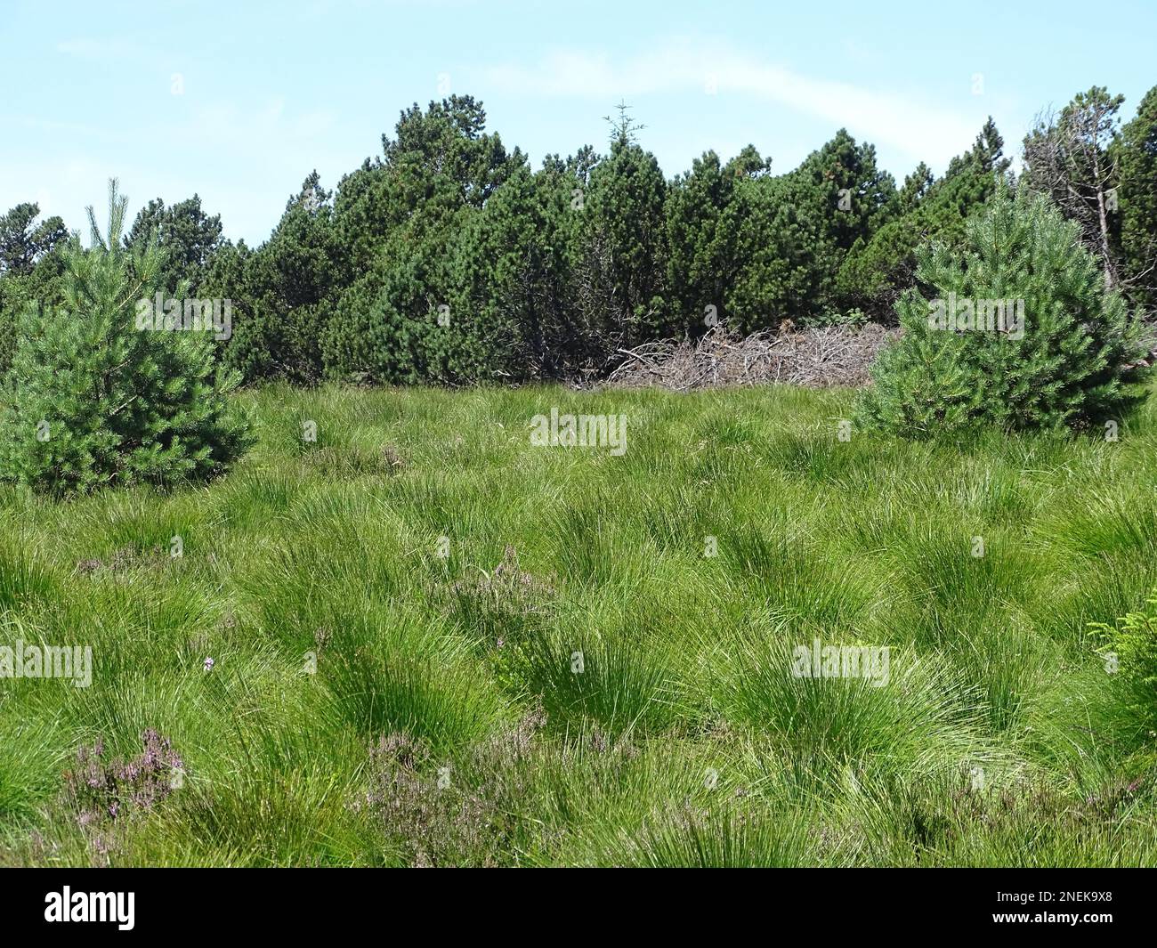 A scenic nature landscape of green field and fir trees Stock Photo - Alamy