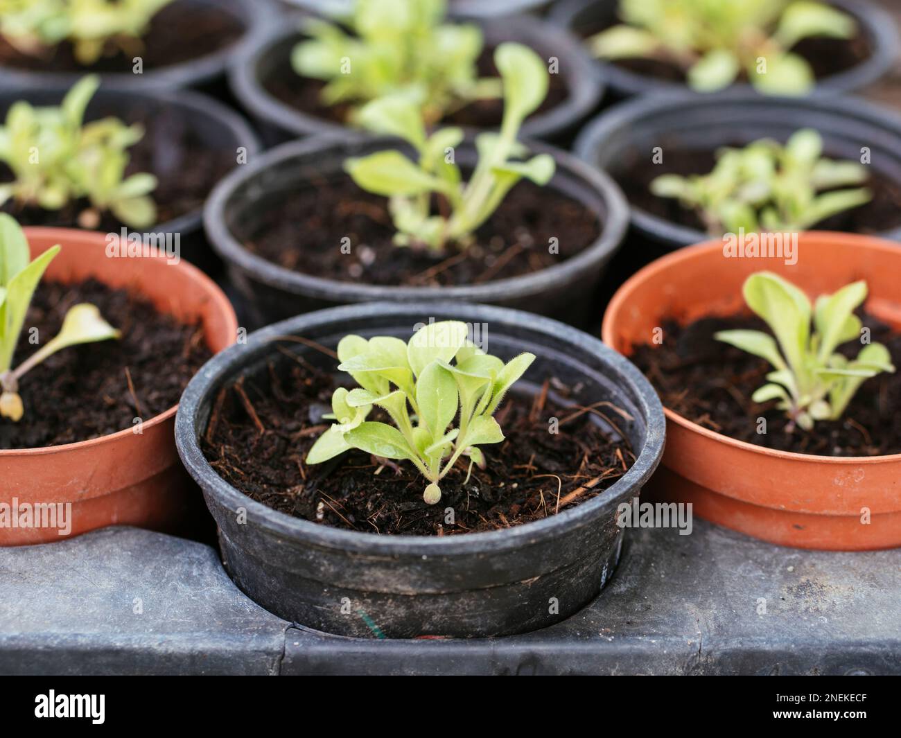 Petunia seedlings hires stock photography and images Alamy