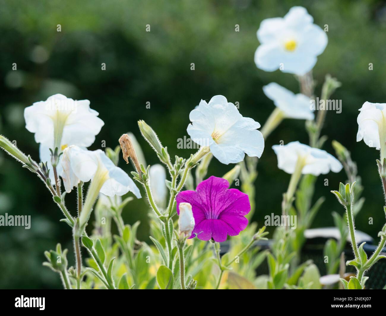 White and purple garden petunias blooming. Stock Photo