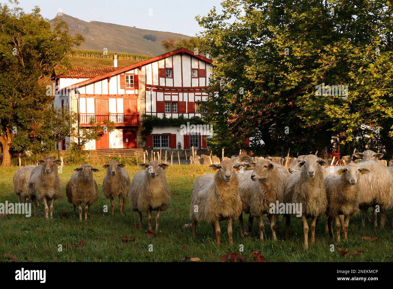 Sheep in front of typical Basque farm in Sare, near Saint Jean de Luz,  southwestern France, Tuesday Sept. 15, 2009. France's Basque region in the  south-western corner of the country, near the