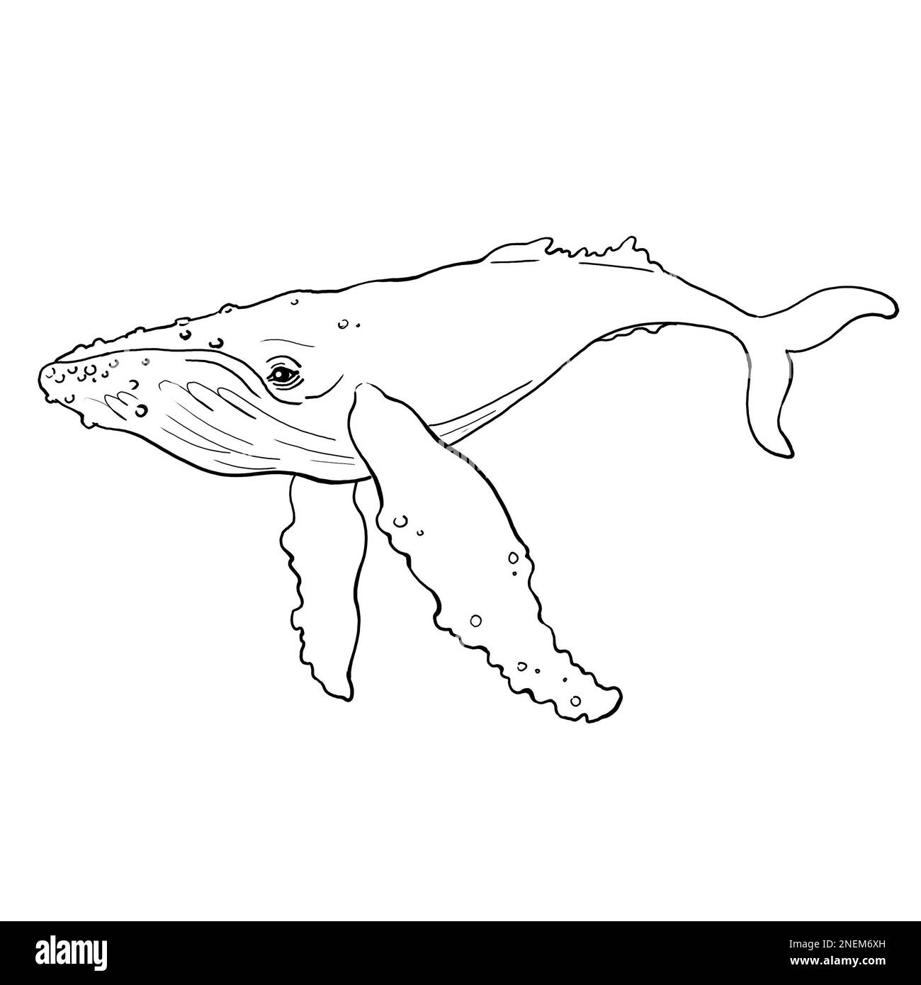 Linear freehand drawing image of a whale. High quality illustration ...