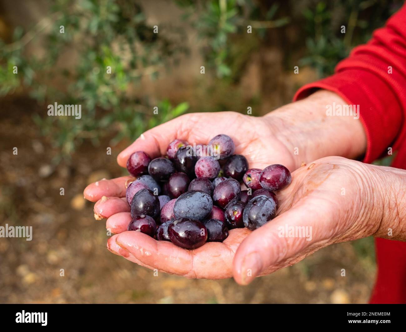 An agriculturist holding some of the harvested fresh olives for olive