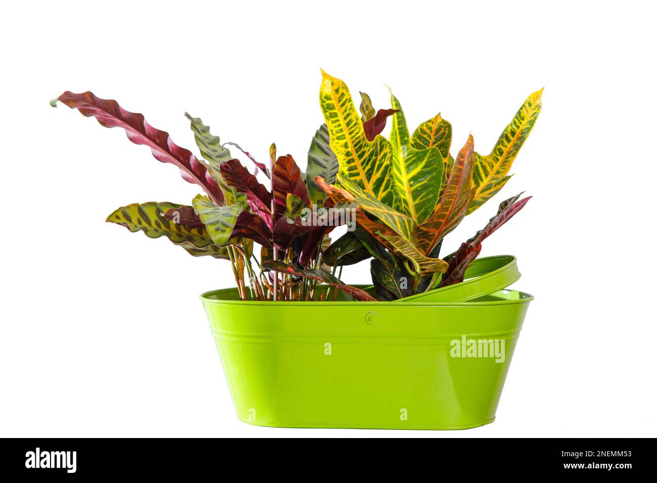 Premium Photo | Variegated croton in pot