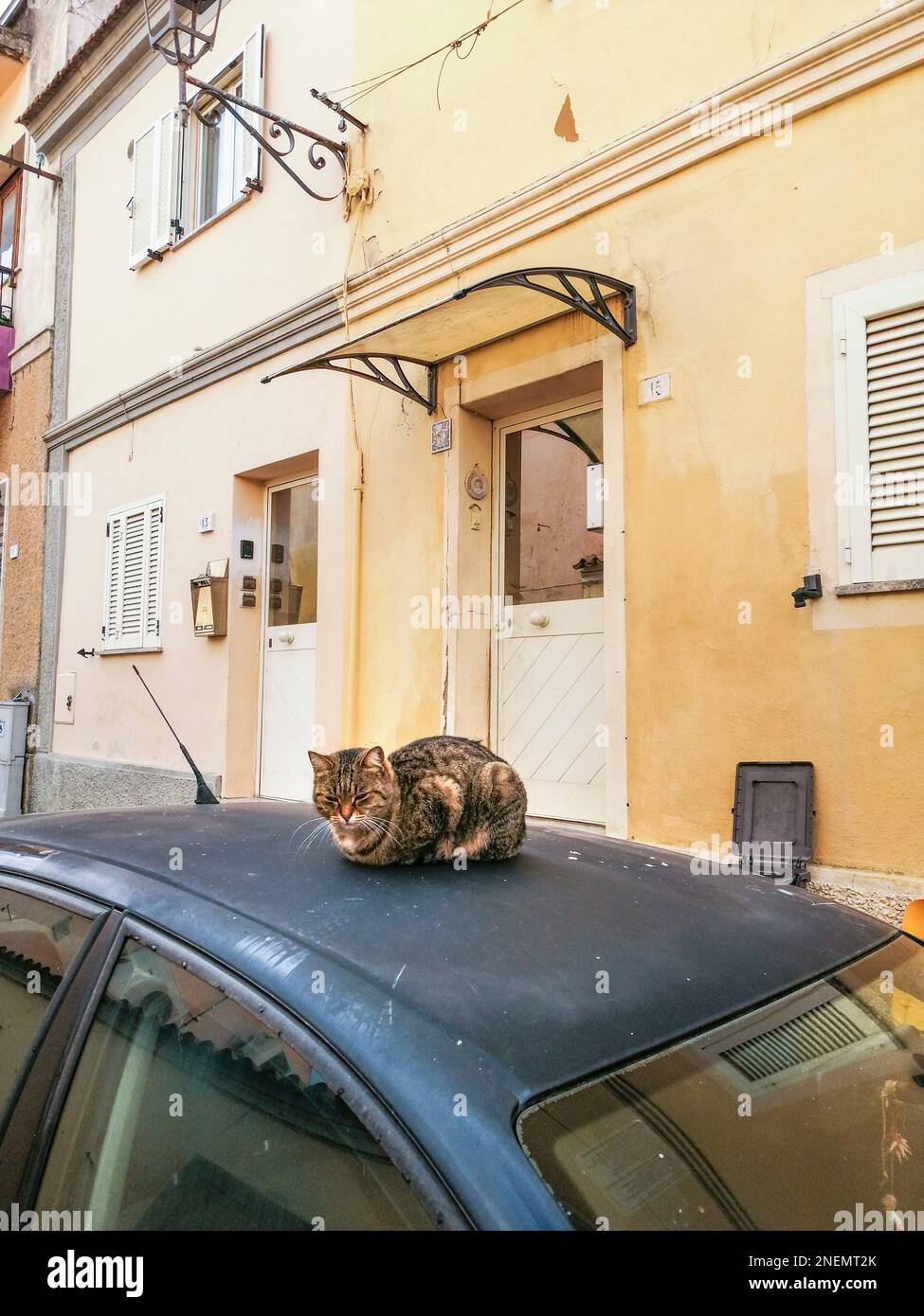 Cat sardinia italy hi-res stock photography and images - Alamy, image size:975x1390