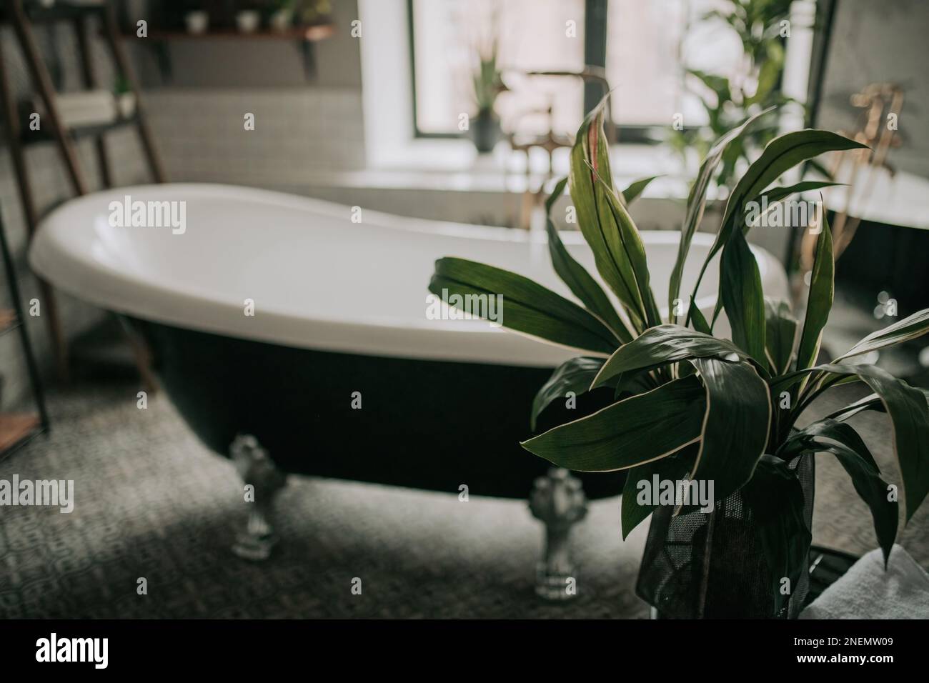 Native hues organic shapes look of bathroom with big window oval bathtub in neutrals earth tones. Green palm plants candles bubblebath leasure and rel Stock Photo