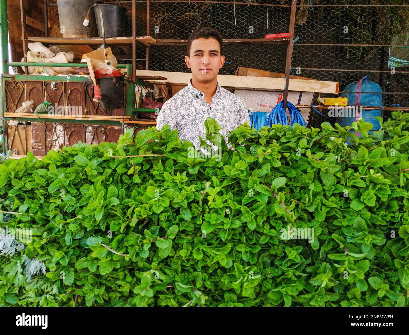 Morocco, Marrakech, mint seller Stock Photo Alamy