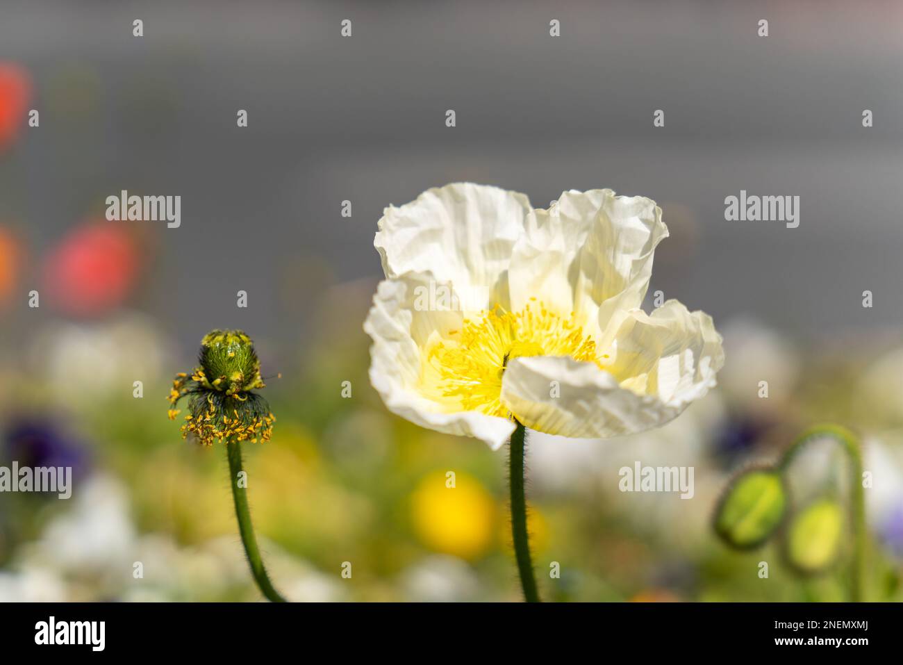 Colorful iceland poppy flowers. Papaver nudicaule. The large,cup shaped blooms have a texture like crepe paper. Stock Photo