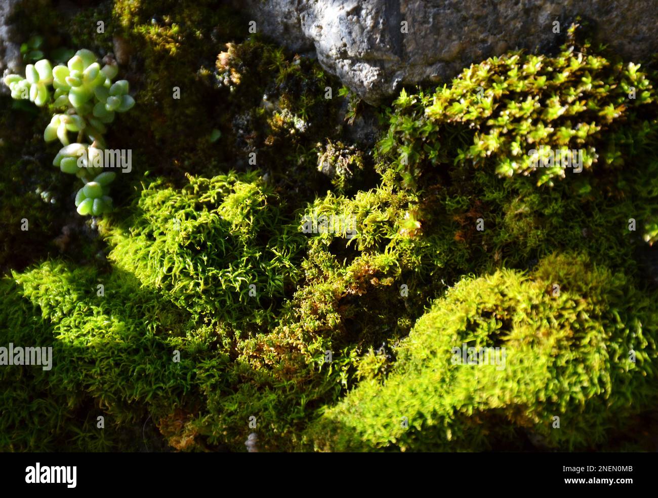 Various types of moss and succulents growing on stones Stock Photo