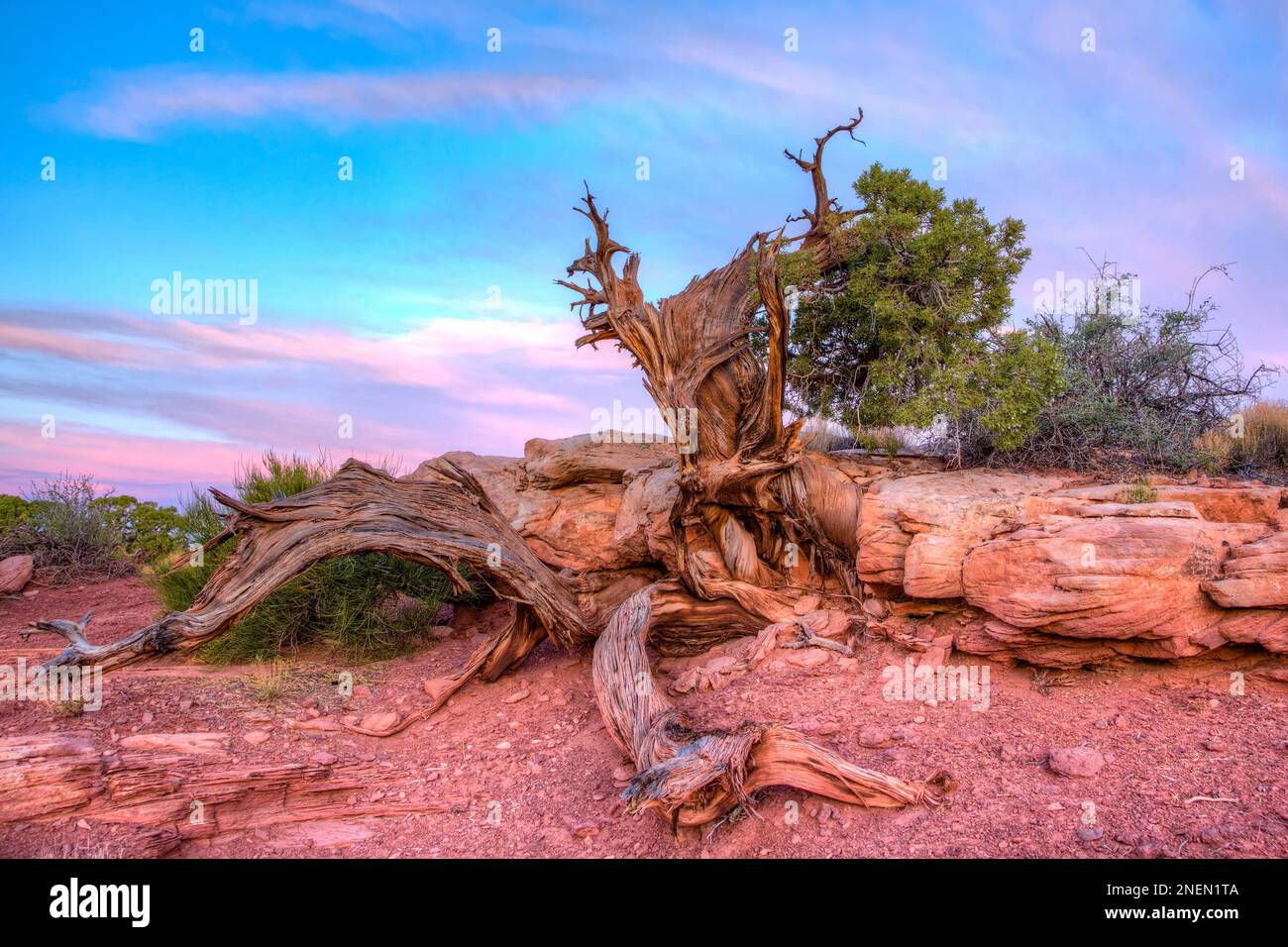 An ancient twisted juniper trunk with a few live branches on Marlboro