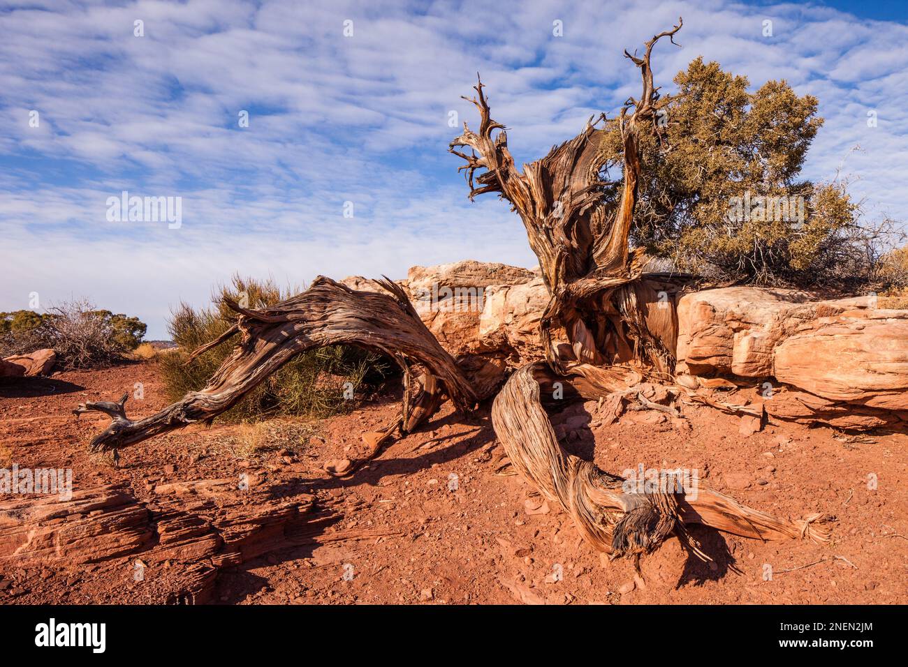 An ancient twisted juniper trunk with a few live branches on Marlboro