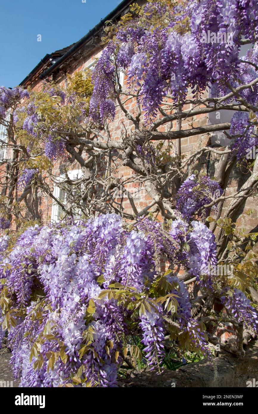 Wisteria (wisteria sinensis) growing on cottage in Hampshire, England Stock Photo Alamy